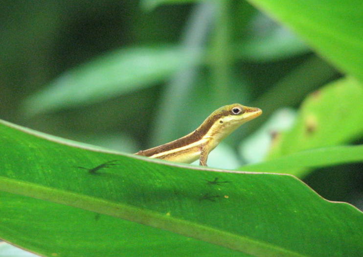 Floresta Tropical El Yunque